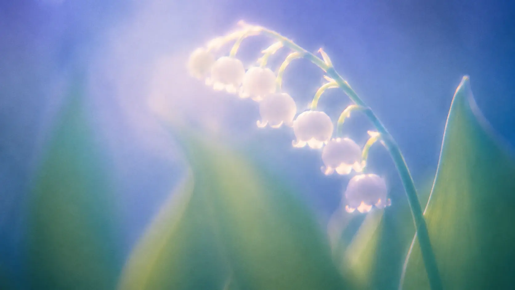 Dreamy macro photograph of a single arching lily-of-the-valley stem, a row of small white bell-shaped blooms glowing in warm backlight along its curve, deep blue sky behind fading into soft green foliage below, gentle lens flare and atmospheric haze, delicate film grain, pastel spring palette, shallow depth of field, nostalgic analog botanical photography, wide cinematic composition