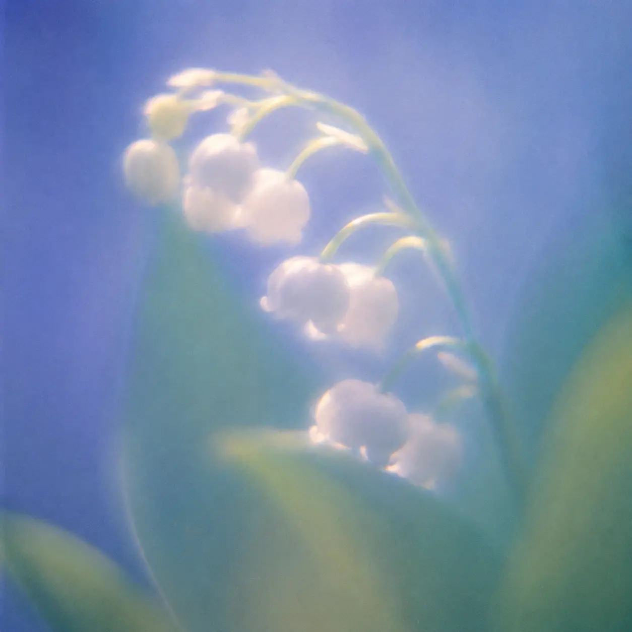 Ethereal close-up of a small cluster of white lily-of-the-valley flowers hanging from thin curved green stems, soft rounded bell-shaped blossoms glowing against a dreamy periwinkle-blue and muted teal background, surrounding foliage dissolving into abstract green shapes, flowers heavily diffused and slightly out of focus, soft natural backlight, pastel cyan and lavender atmosphere, subtle green-yellow glow around the petals, delicate film grain, hazy analog photography, low contrast, creamy highlights, soft bloom, shallow depth of field, nostalgic springtime feeling, minimalist botanical composition, square format