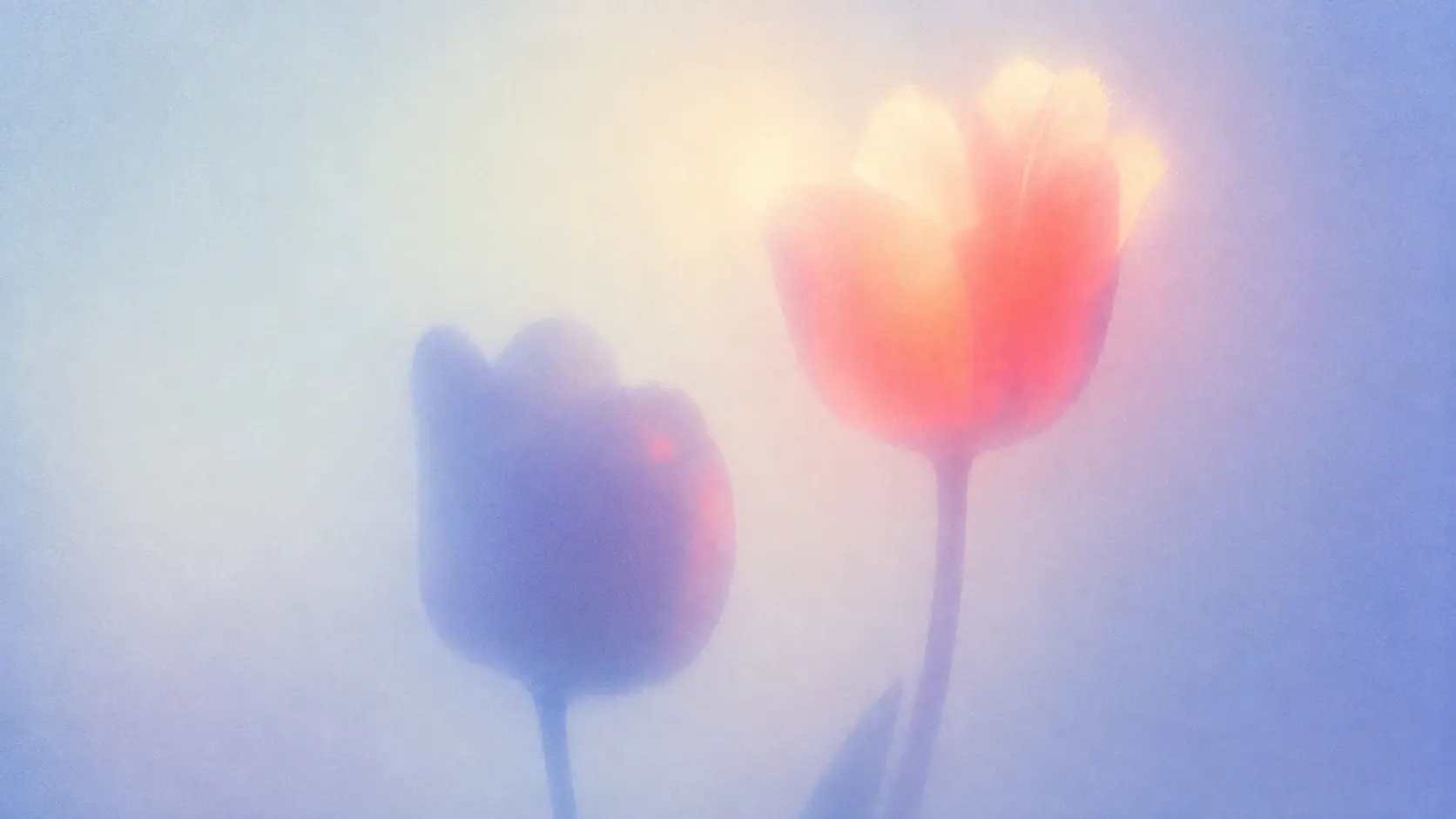 Dreamlike soft-focus photograph of two tulips emerging from a pale misty background, one deep lavender-blue tulip in the lower left and one glowing coral-pink tulip on the right, long translucent stems fading into the haze, petals appearing almost like watercolor silhouettes, extremely soft edges, luminous pastel peach, pink, lavender and icy blue gradients, bright milky highlights, strong atmospheric diffusion, subtle lens flare, gentle bloom, fine analog film grain, overexposed dreamy lighting, low contrast, ethereal minimalist botanical photography, almost abstract, delicate and nostalgic, vertical composition