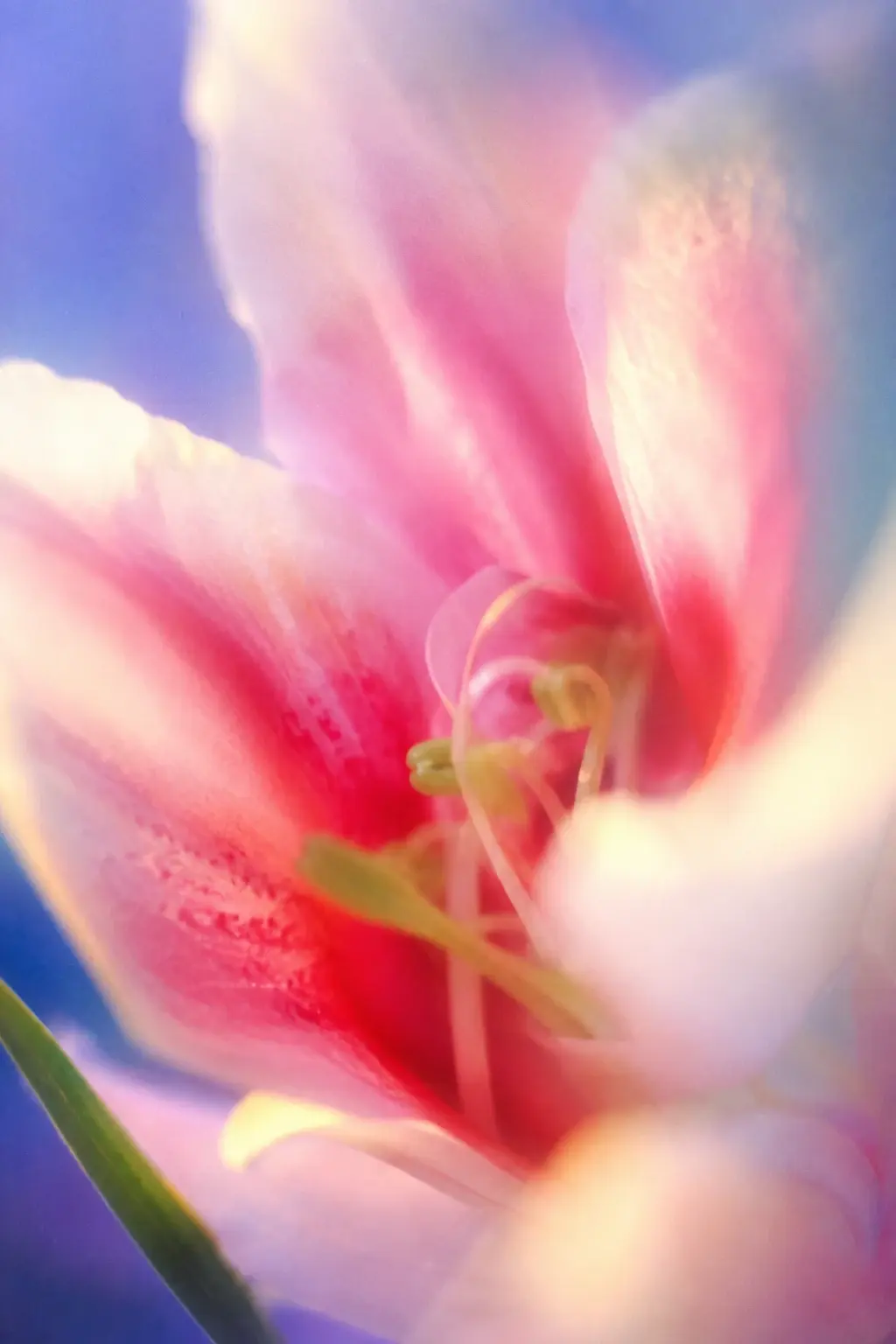 Extreme close-up macro photograph of a delicate pink and white flower filling the frame, viewed from within the petals, large soft rounded petals sweeping diagonally across the composition, vivid fuchsia-pink centers fading into creamy white and pale peach edges, lavender-blue background dissolving into soft gradients, a few thin pale green stems and floral structures barely visible, intense shallow depth of field, dreamy motion-like softness, glowing highlights, creamy diffusion, subtle chromatic bloom, pastel colors, fine analog film grain, low contrast, ethereal abstract botanical photography, romantic and surreal atmosphere, intentionally soft and slightly unfocused, vertical portrait