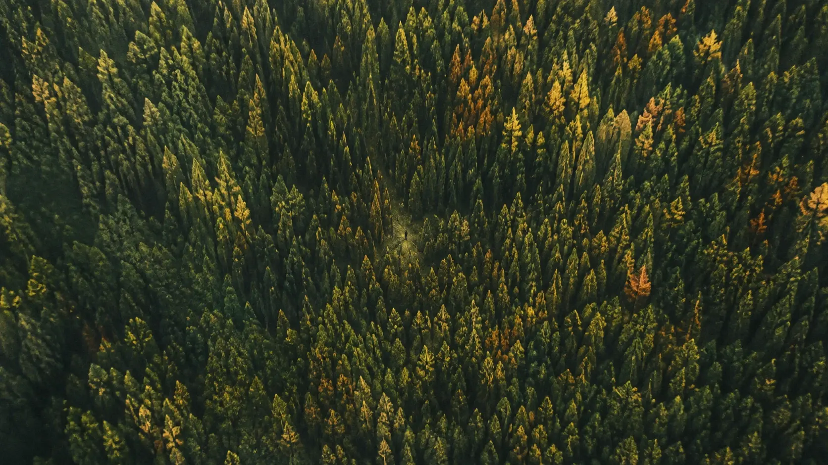 Wide 16:9 aerial view directly over an immense dense coniferous forest, countless tall narrow evergreen trees packed tightly together to create an intricate organic texture across the entire frame, deep forest green and muted olive foliage with scattered clusters of golden yellow and burnt amber trees catching low warm sunlight, subtle winding gaps and natural variations hidden within the canopy, a tiny barely visible solitary human figure deep near the center creating a powerful sense of scale, moody late-afternoon light filtering across the treetops, soft shadows between trees, slightly hazy atmospheric depth, cinematic aerial photography, tactile film grain, muted earthy color grading, mysterious tranquil wilderness, richly textured natural landscape, no roads, no buildings, no text.